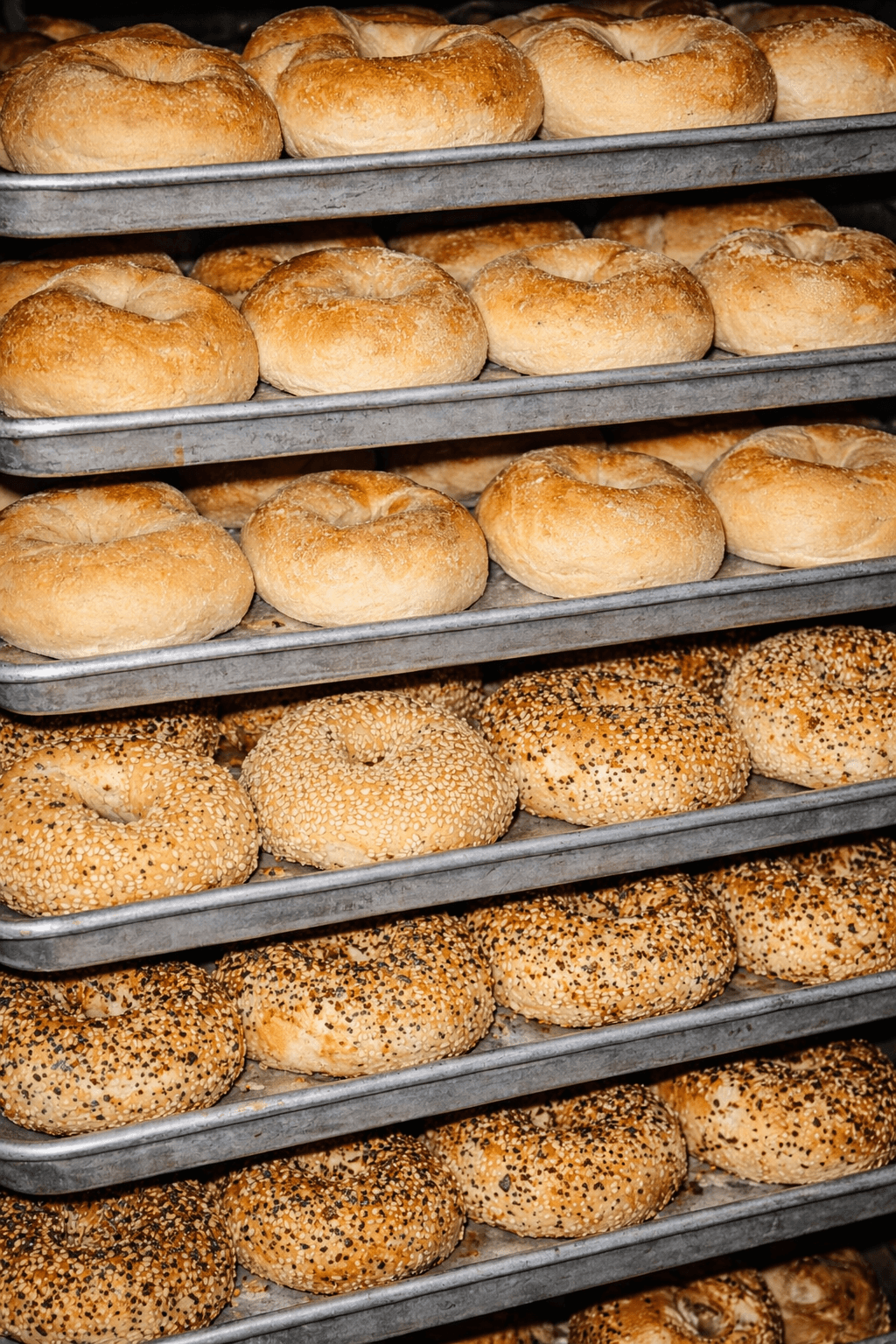 Fresh bagels arranged on bakery trays.